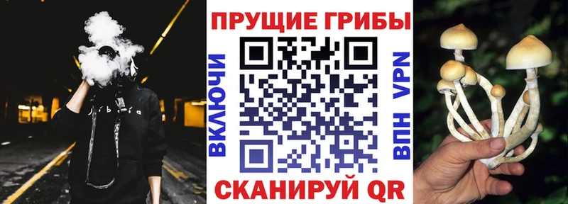 купить   Щёлково  Псилоцибиновые грибы Psilocybine cubensis 